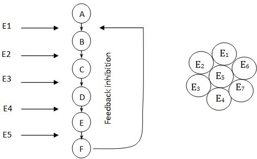 enzyme catalyzing the first step and fatty acid synthetease complex